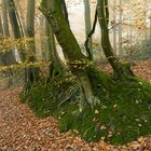 Grüne Insel im orangen Blättermeer