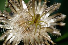 Grüne Jagdspinne auf Distel