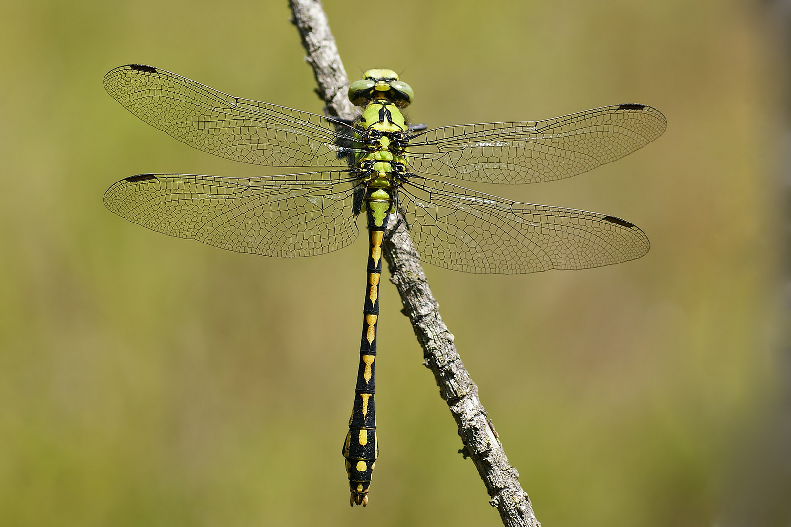 Grüne Keil-oder Flussjungfer (Ophiogomphus cecilia), Männchen