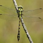 Grüne Keil-oder Flussjungfer (Ophiogomphus cecilia), Männchen