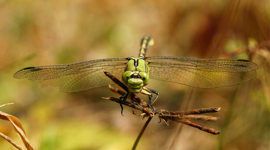 Grüne Keiljungfer frontal