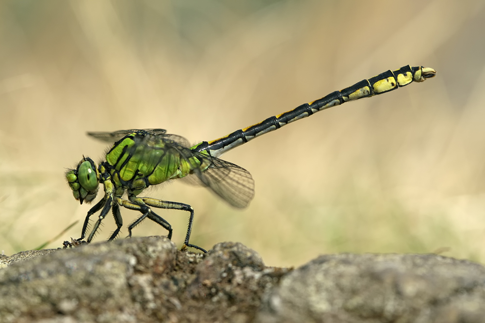 Grüne Keiljungfer (Ophiogomphus cecilia)