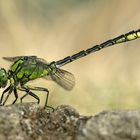 Grüne Keiljungfer (Ophiogomphus cecilia)