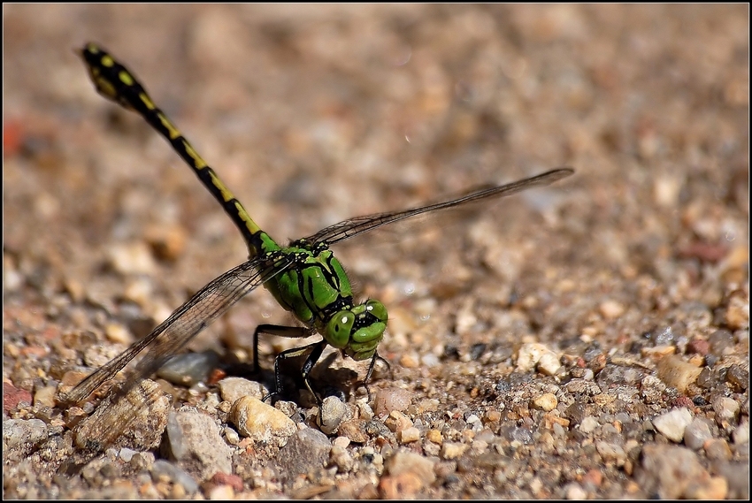 Grüne Keiljungfer (Ophiogomphus cecilia)