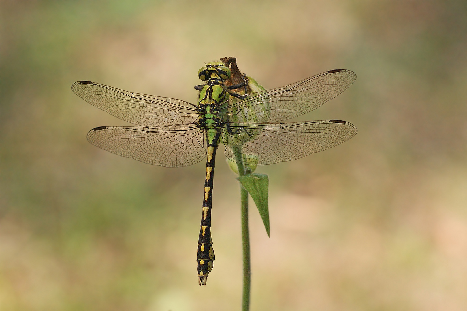 Grüne Keiljungfer (Ophiogomphus cecilia), Männchen