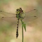 Grüne Keiljungfer (Ophiogomphus cecilia), Männchen