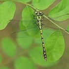 Grüne Keiljungfer (Ophiogomphus cecilia), Männchen