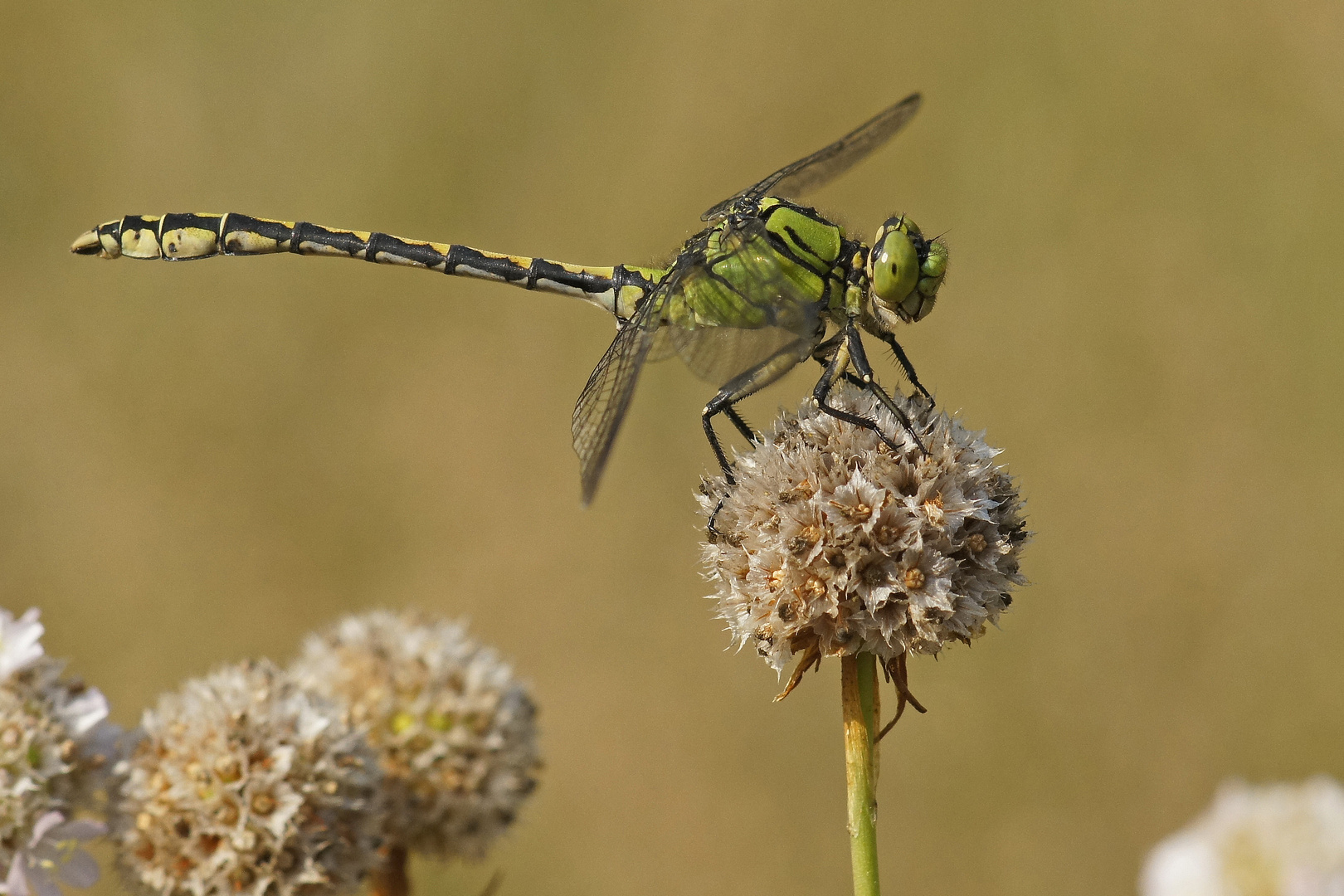 Grüne Keiljungfer (Ophiogomphus cecilia), Männchen