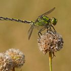 Grüne Keiljungfer (Ophiogomphus cecilia), Männchen