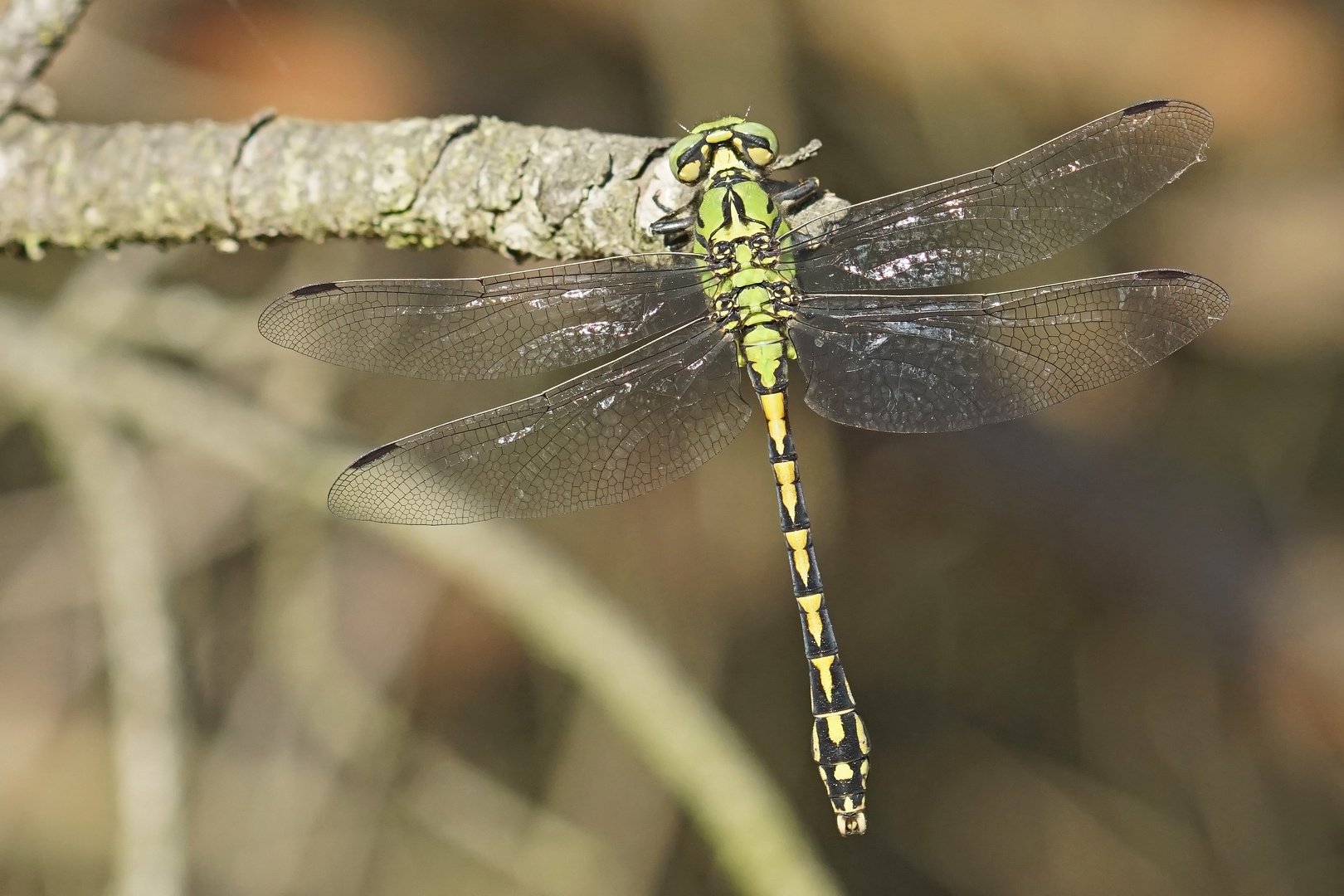 Grüne Keiljungfer (Ophiogomphus cecilia), Männchen