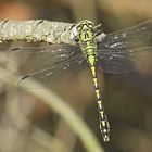 Grüne Keiljungfer (Ophiogomphus cecilia), Männchen