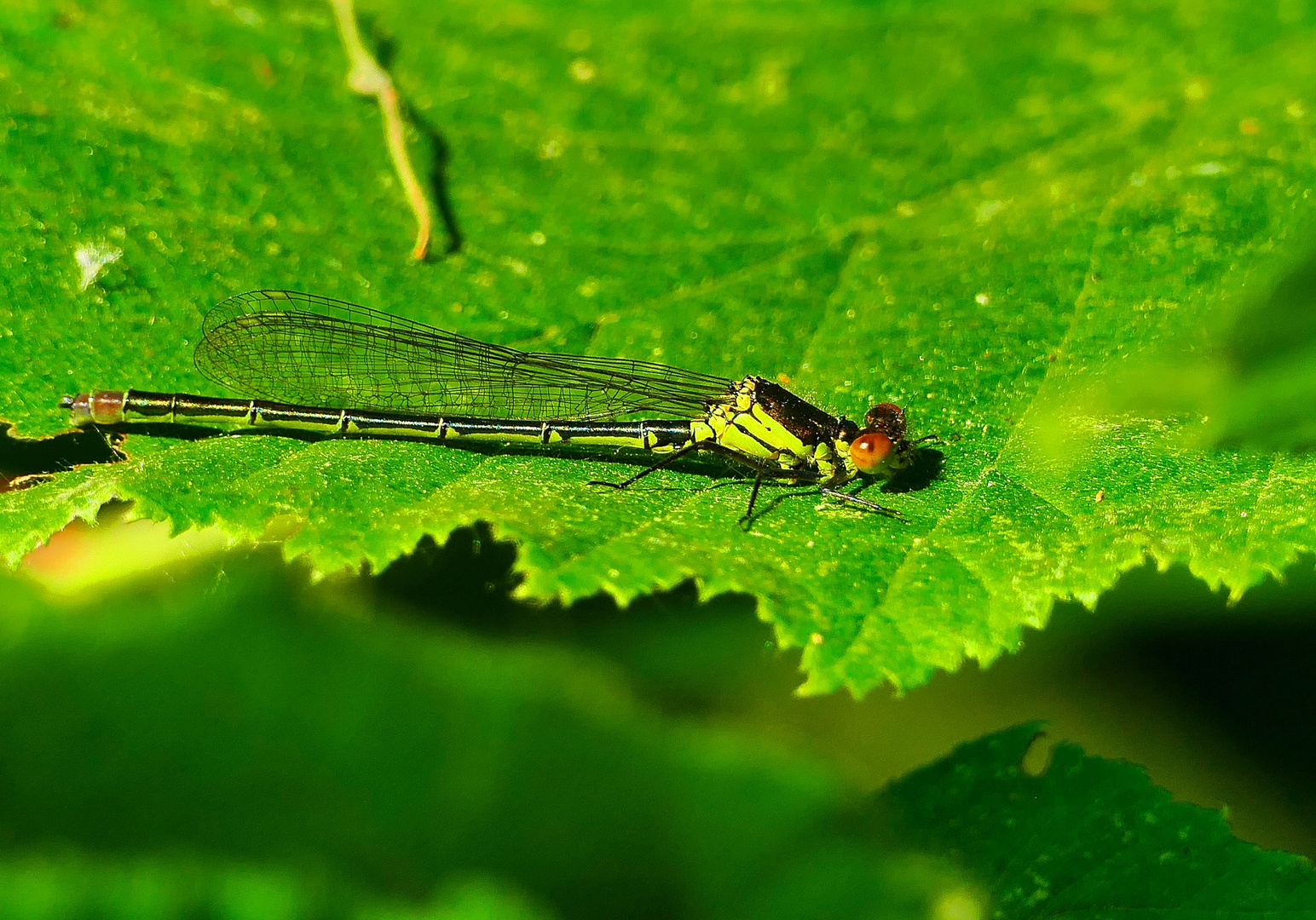 Grüne Kleinlibelle