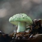 Grüne Knollenblätterpilz (Amanita phalloides)