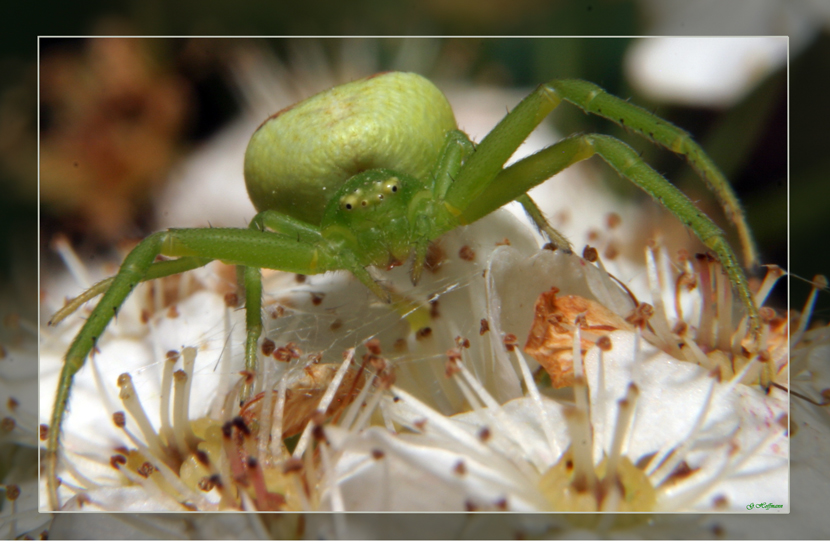 grüne Krabbenspinne