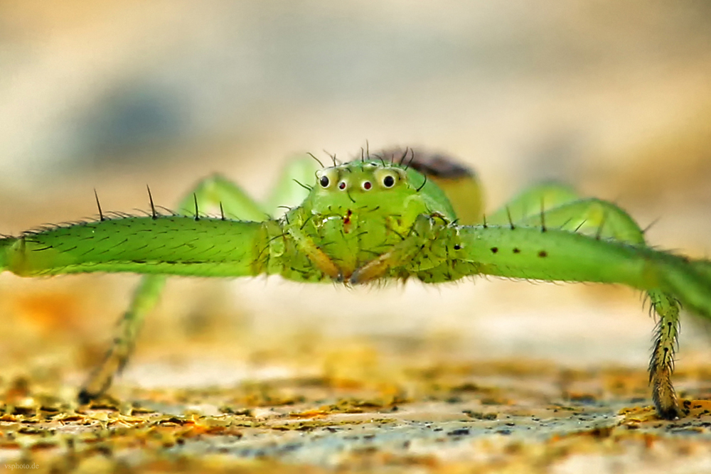 Grüne Krabbenspinne