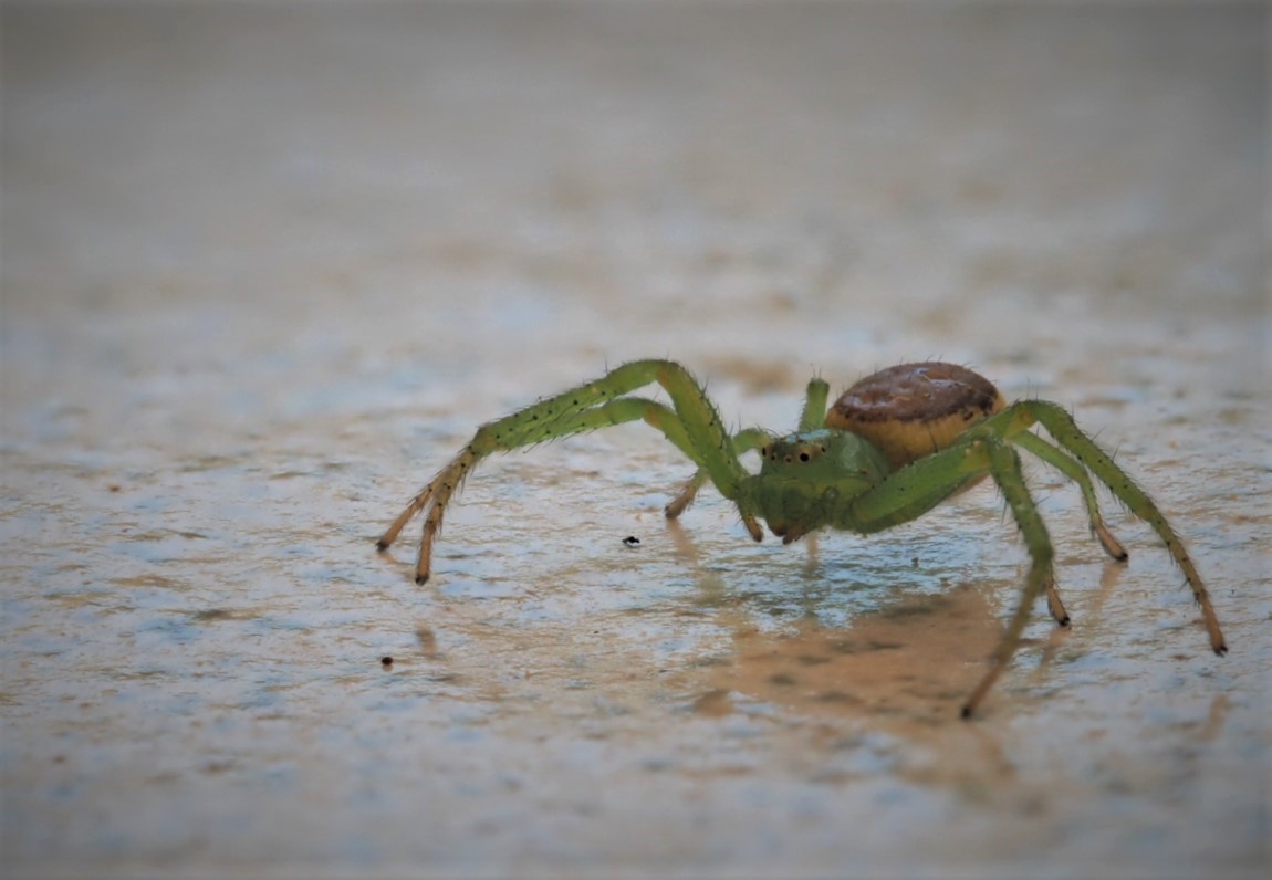 Grüne Krabbenspinne