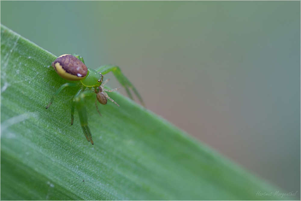 Grüne Krabbenspinne