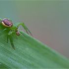 Grüne Krabbenspinne