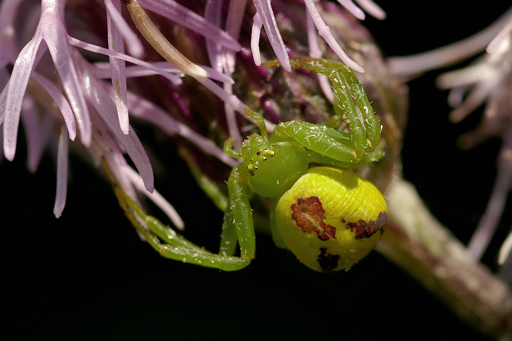 Grüne Krabbenspinne