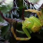 Grüne Krabbenspinne