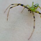 Grüne Krabbenspinne alias Spider Bro