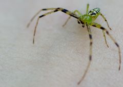 Grüne Krabbenspinne alias Spider Bro