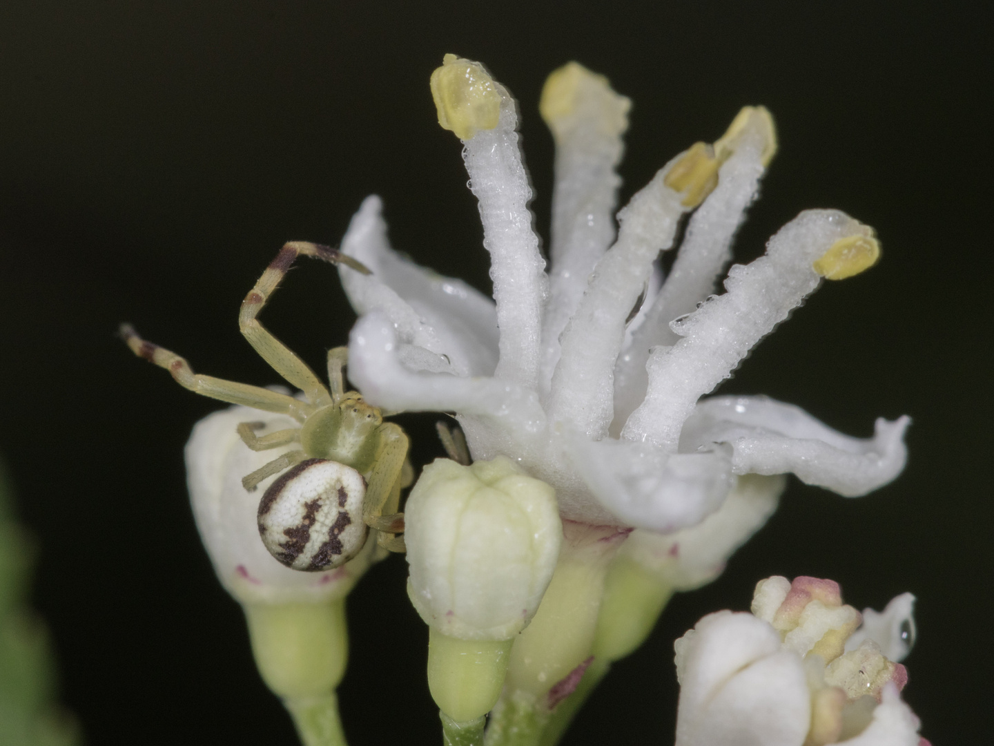 Grüne Krabbenspinne  auf weißer Blüte I