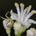 Grüne Krabbenspinne  auf weißer Blüte I
