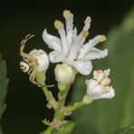 Grüne Krabbenspinne  auf weißer Blüte II
