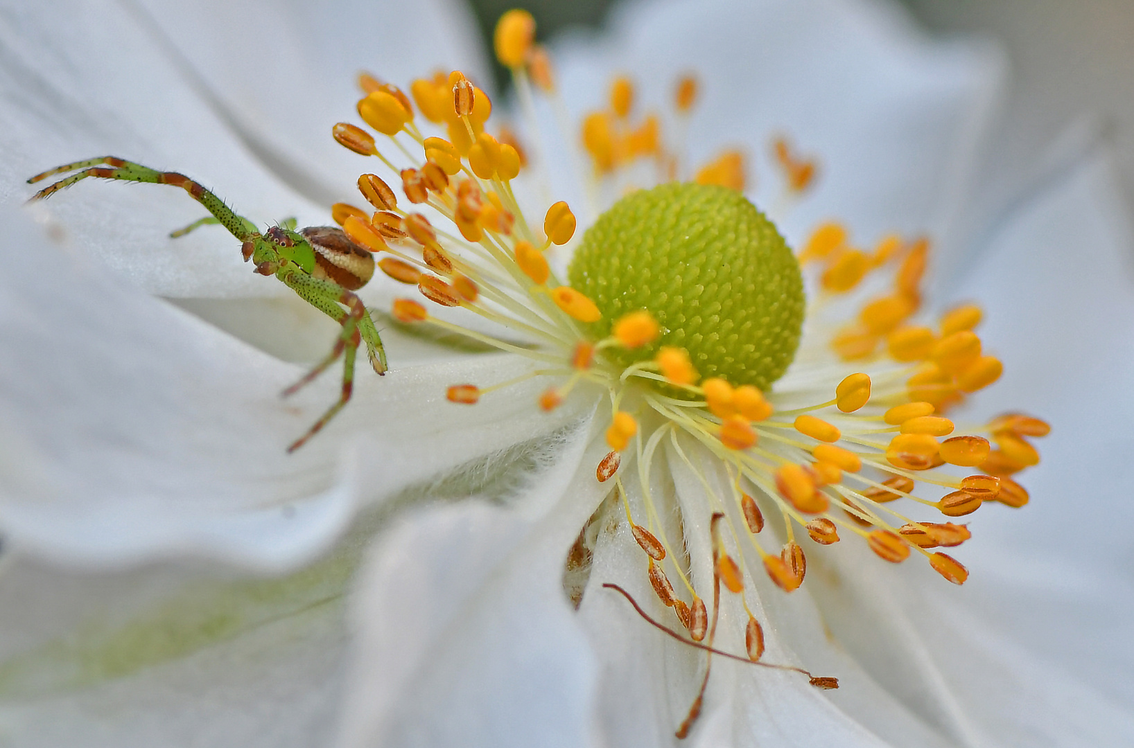 Grüne Krabbenspinne auf weißer Herbst-Anemone