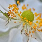 Grüne Krabbenspinne auf weißer Herbst-Anemone