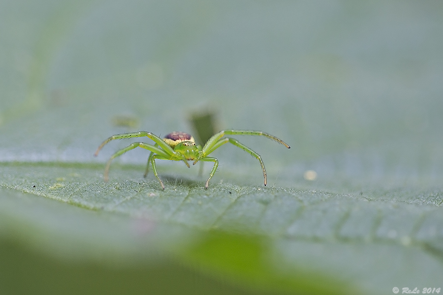 Grüne Krabbenspinne