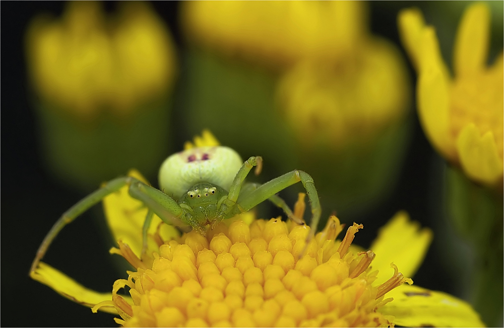 Grüne Krabbenspinne