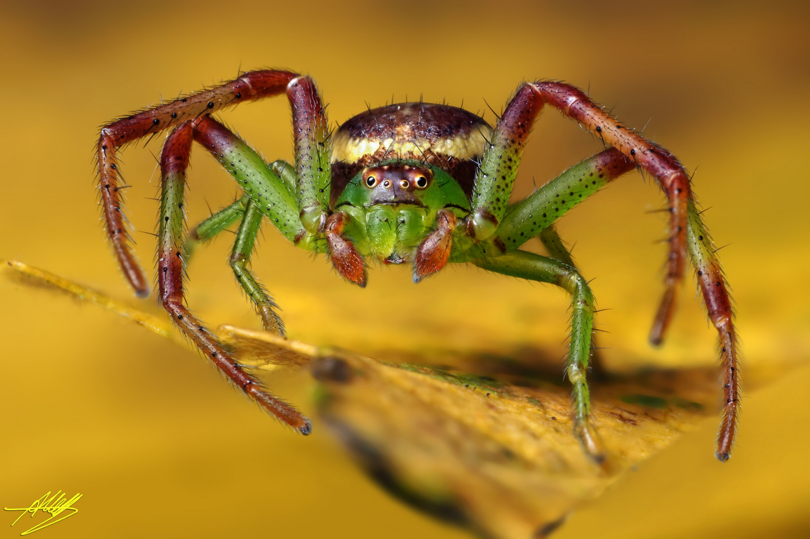 Grüne Krabbenspinne (Diaea dorsata)