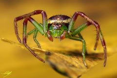 Grüne Krabbenspinne (Diaea dorsata)