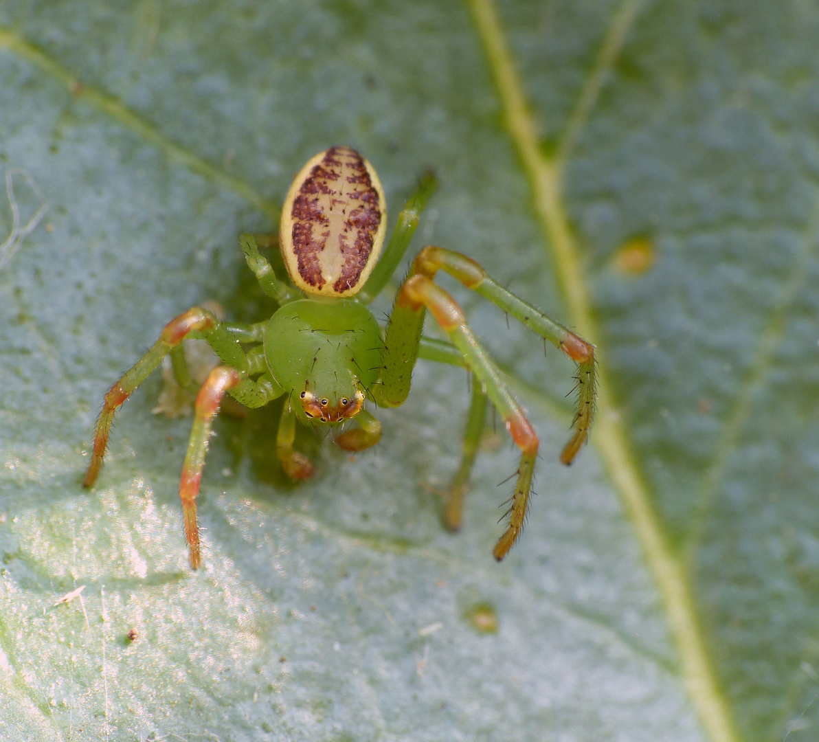 Grüne Krabbenspinne (Diaea dorsata)