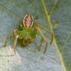 Grüne Krabbenspinne (Diaea dorsata)