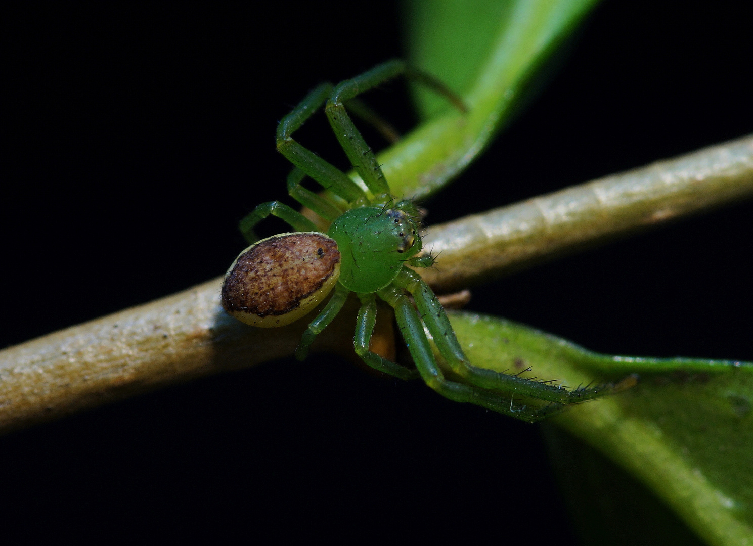 Grüne Krabbenspinne (Diaea dorsata)