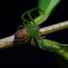 Grüne Krabbenspinne (Diaea dorsata)