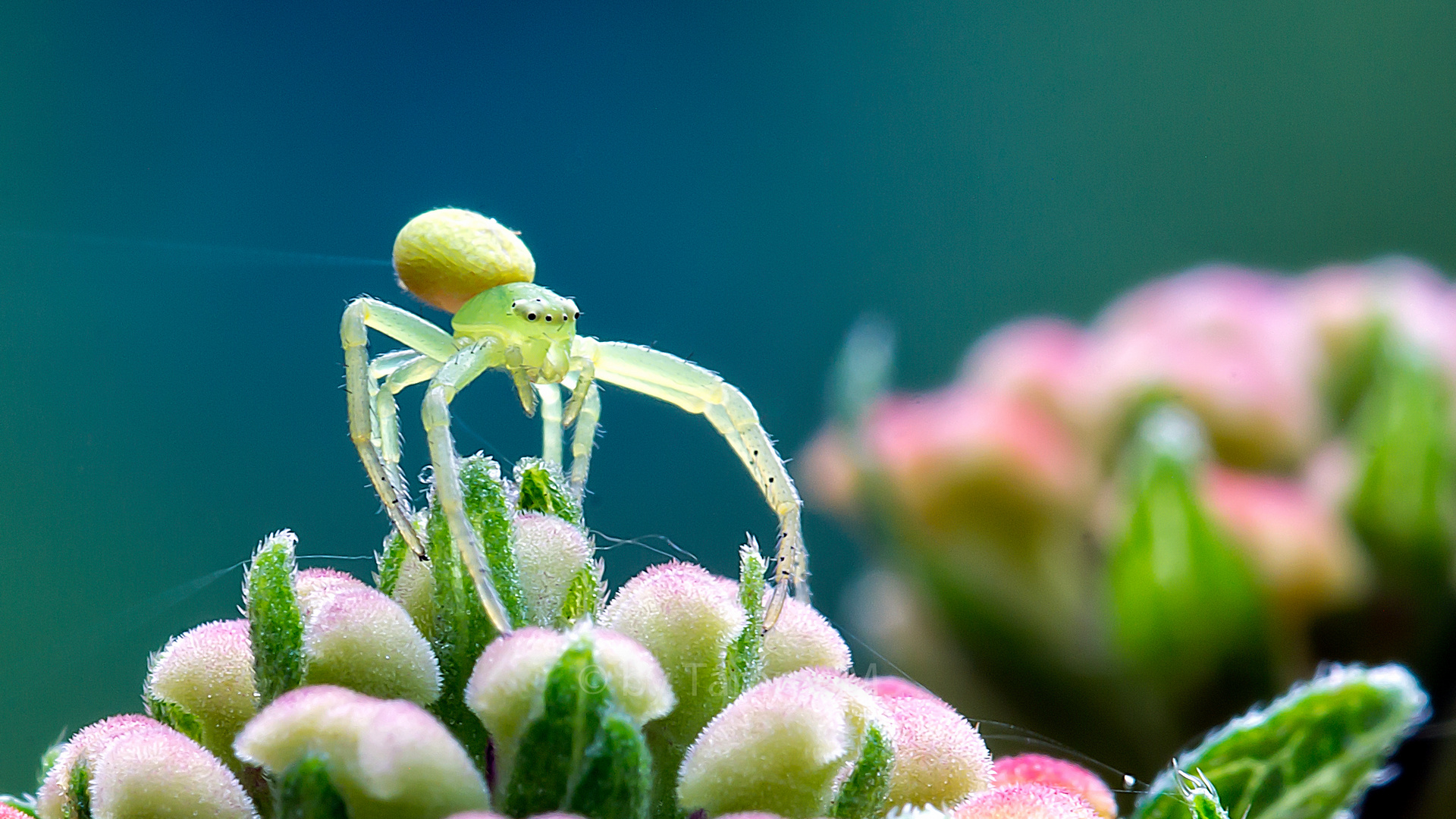 Grüne Krabbenspinne (Diaea dorsata)