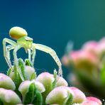 Grüne Krabbenspinne (Diaea dorsata)