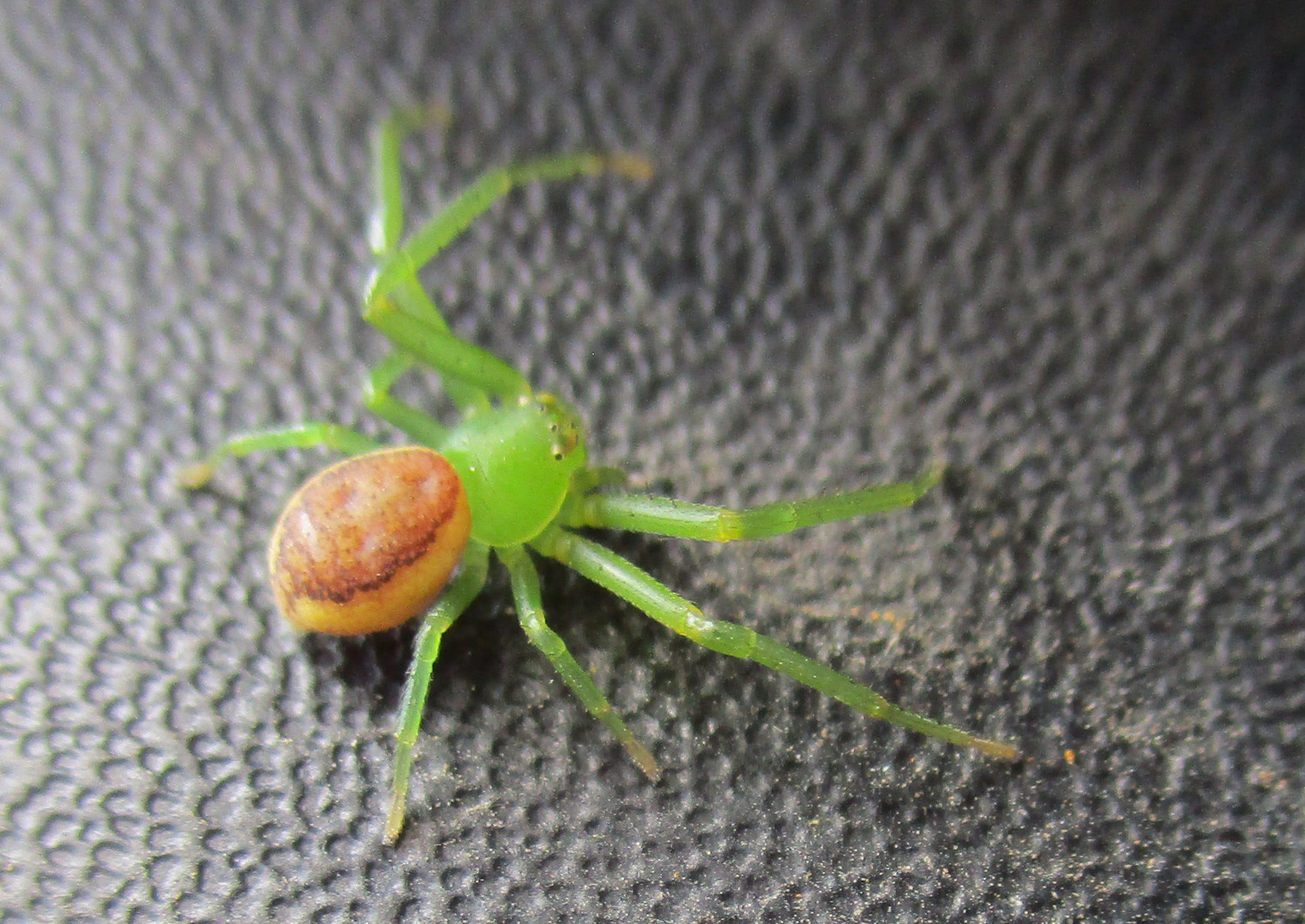  Grüne Krabbenspinne (Diaea dorsata)