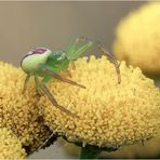 Grüne Krabbenspinne (Diaea dorsata)