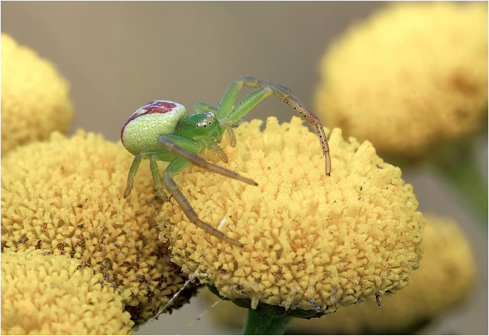 Grüne Krabbenspinne (Diaea dorsata)