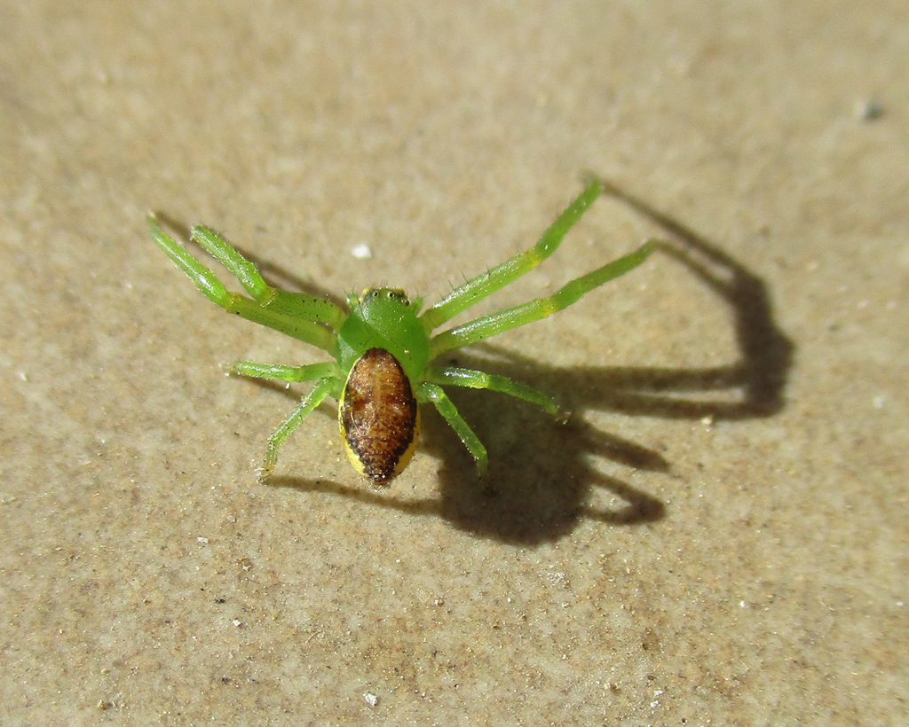  Grüne Krabbenspinne (Diaea dorsata) 