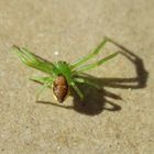  Grüne Krabbenspinne (Diaea dorsata) 