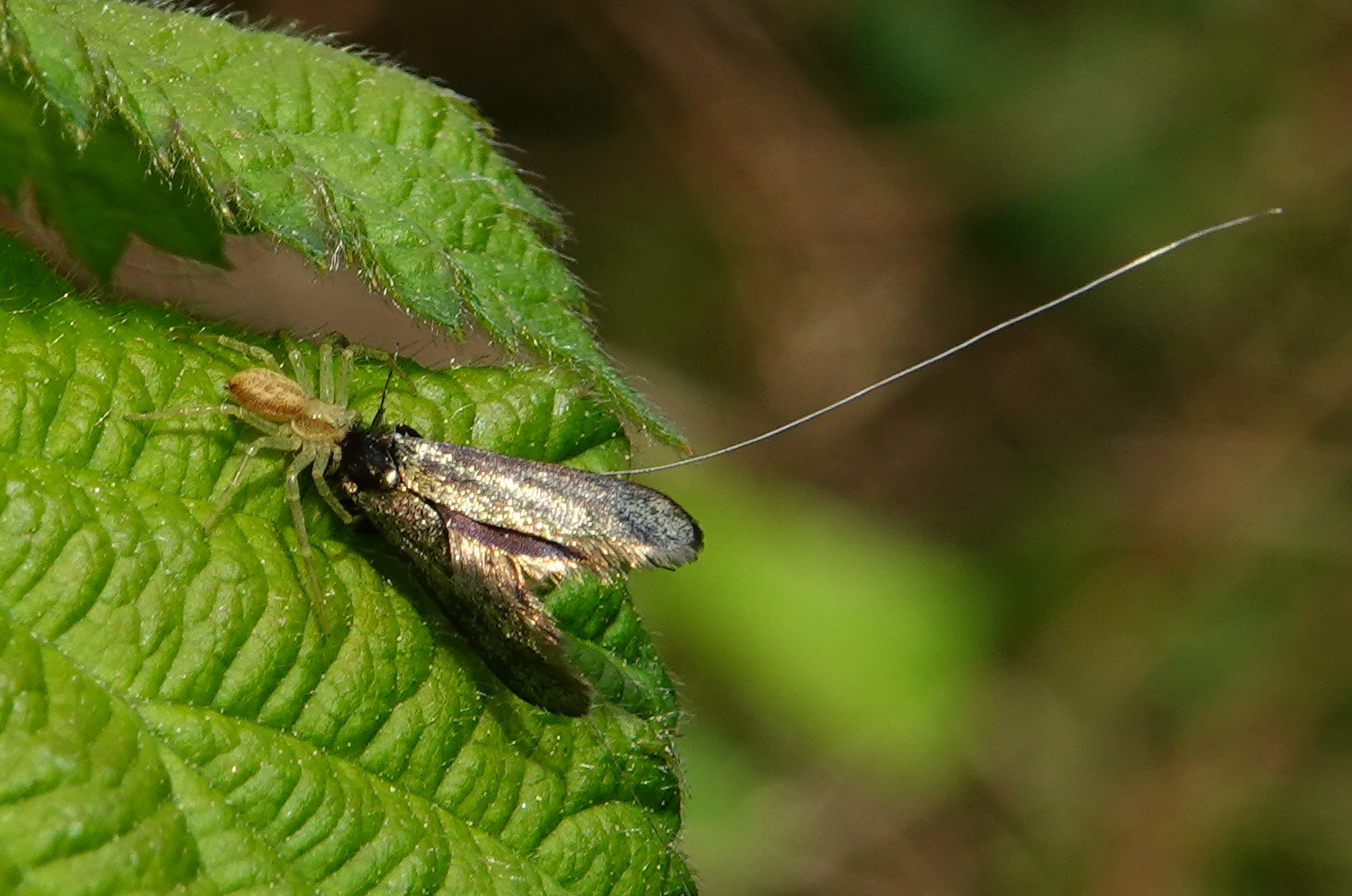  Grüne Krabbenspinne  Diaea dorsata 