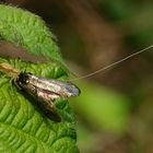  Grüne Krabbenspinne  Diaea dorsata 