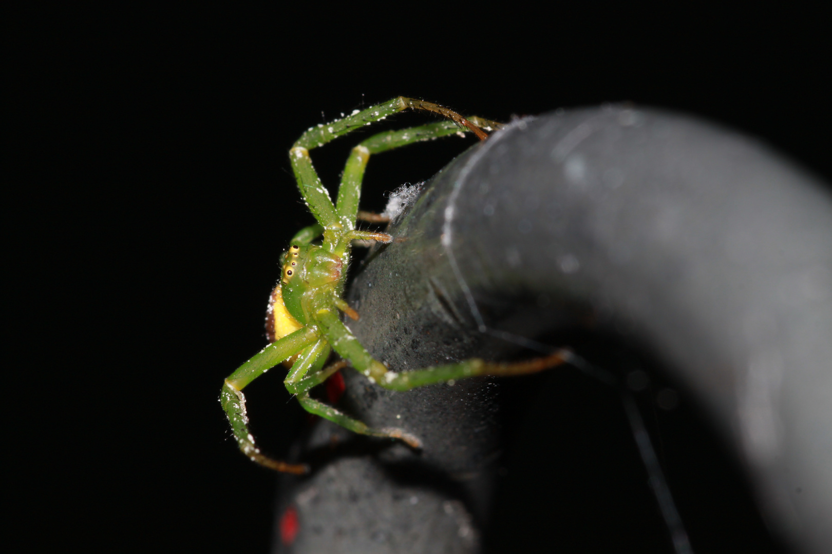 Grüne Krabbenspinne (Diaea dorsata)