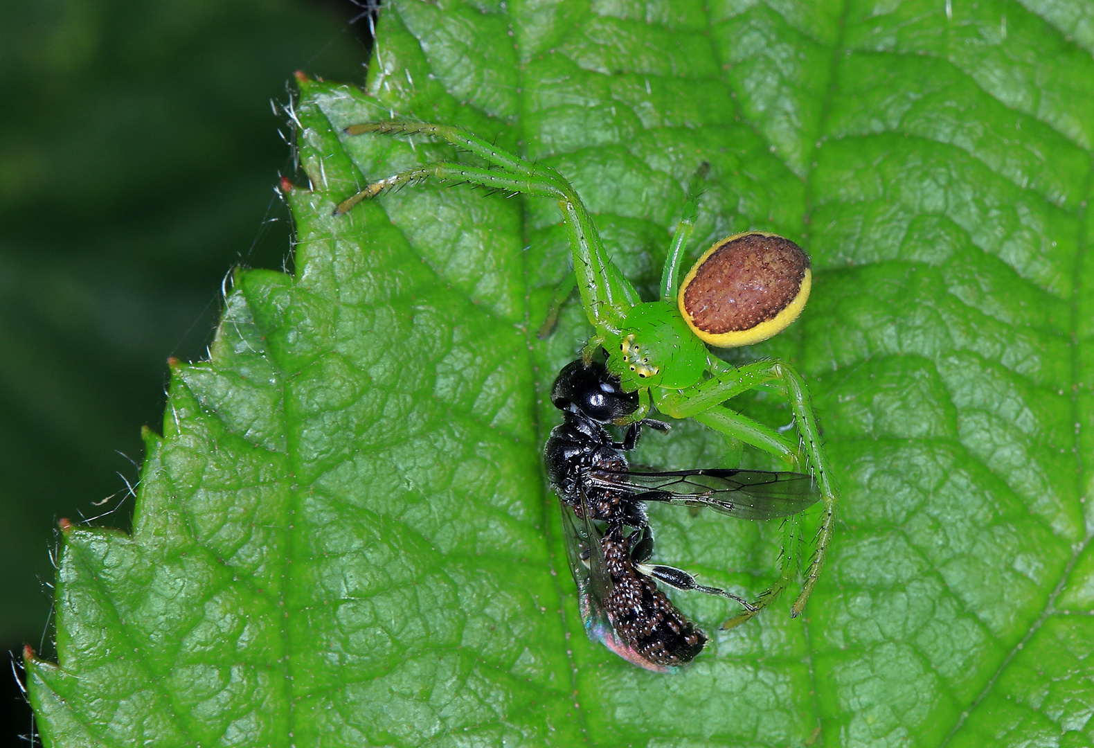 Grüne Krabbenspinne, Diaea dorsata, Grünbraune Krabbenspinne, Crab spider, mit erbeuteter Grabwespe